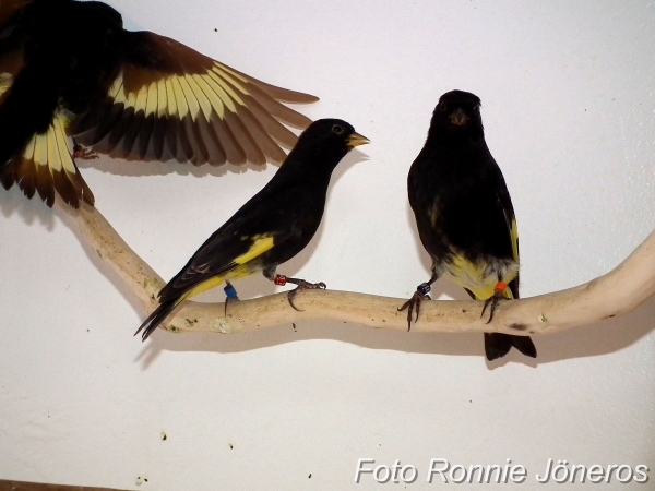 Svartsiska (Carduelis atrata)